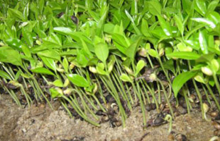 agarwood gaharu plant seedlings saplings